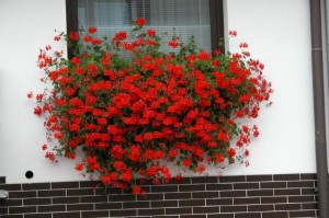 Balkonové květiny | Foto:Magda Lebišová